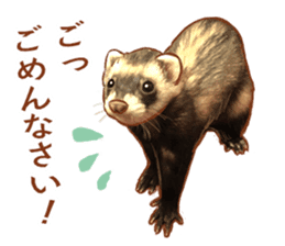 ferret family sticker #9541495