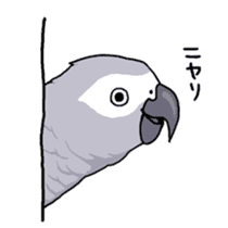 Fuku the Grey Parrot sticker #9542623