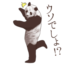 Strange pose Panda sticker #9542627