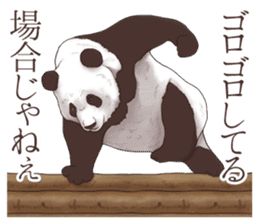 Strange pose Panda sticker #9542629