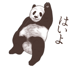 Strange pose Panda sticker #9542637