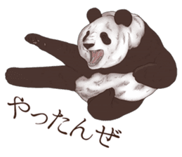 Strange pose Panda sticker #9542646