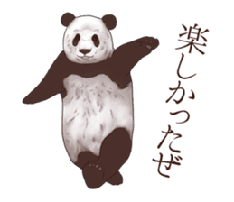 Strange pose Panda sticker #9542655