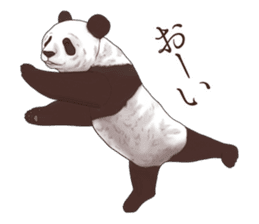 Strange pose Panda sticker #9542656