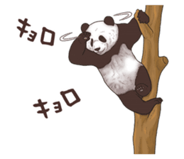 Strange pose Panda sticker #9542657