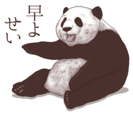 Strange pose Panda sticker #9542658