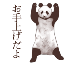 Strange pose Panda sticker #9542661