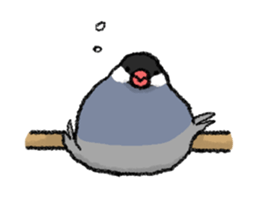 Java sparrow 's Sticker 3 sticker #9556741