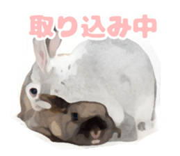 Netherland Dwarf(rabbit) Kotetsu Sticker sticker #9563544