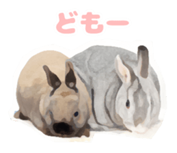 Netherland Dwarf(rabbit) Kotetsu Sticker sticker #9563545