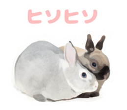 Netherland Dwarf(rabbit) Kotetsu Sticker sticker #9563546