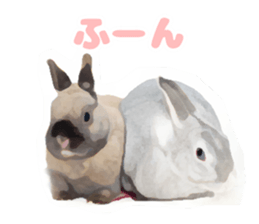 Netherland Dwarf(rabbit) Kotetsu Sticker sticker #9563547