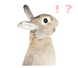 Netherland Dwarf(rabbit) Kotetsu Sticker sticker #9563550