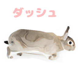Netherland Dwarf(rabbit) Kotetsu Sticker sticker #9563551