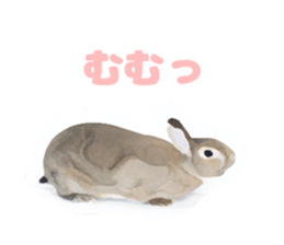 Netherland Dwarf(rabbit) Kotetsu Sticker sticker #9563552