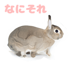 Netherland Dwarf(rabbit) Kotetsu Sticker sticker #9563553