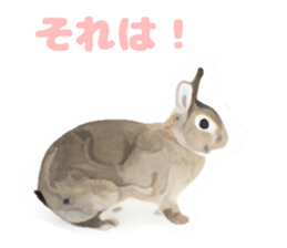 Netherland Dwarf(rabbit) Kotetsu Sticker sticker #9563554