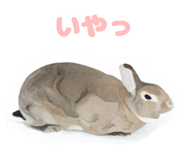 Netherland Dwarf(rabbit) Kotetsu Sticker sticker #9563555
