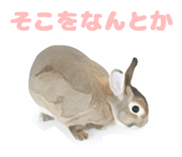 Netherland Dwarf(rabbit) Kotetsu Sticker sticker #9563556