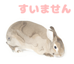 Netherland Dwarf(rabbit) Kotetsu Sticker sticker #9563557