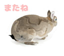 Netherland Dwarf(rabbit) Kotetsu Sticker sticker #9563558