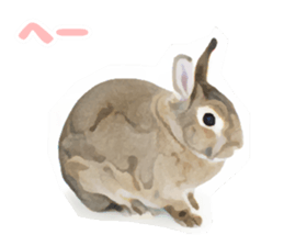 Netherland Dwarf(rabbit) Kotetsu Sticker sticker #9563559