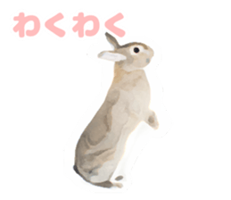 Netherland Dwarf(rabbit) Kotetsu Sticker sticker #9563560