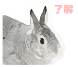 Netherland Dwarf(rabbit) Kotetsu Sticker sticker #9563562