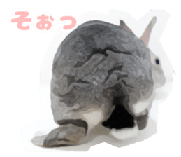 Netherland Dwarf(rabbit) Kotetsu Sticker sticker #9563563