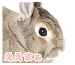 Netherland Dwarf(rabbit) Kotetsu Sticker sticker #9563564