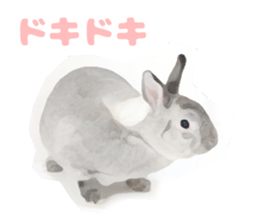 Netherland Dwarf(rabbit) Kotetsu Sticker sticker #9563565