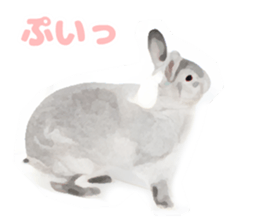 Netherland Dwarf(rabbit) Kotetsu Sticker sticker #9563566