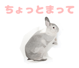 Netherland Dwarf(rabbit) Kotetsu Sticker sticker #9563567