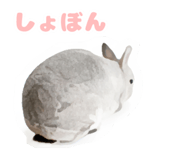 Netherland Dwarf(rabbit) Kotetsu Sticker sticker #9563568