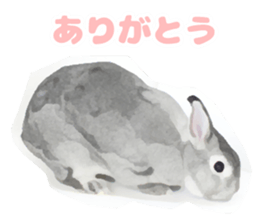Netherland Dwarf(rabbit) Kotetsu Sticker sticker #9563569