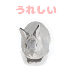 Netherland Dwarf(rabbit) Kotetsu Sticker sticker #9563570