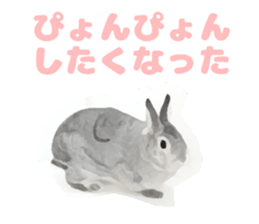 Netherland Dwarf(rabbit) Kotetsu Sticker sticker #9563571