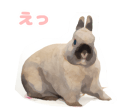 Netherland Dwarf(rabbit) Kotetsu Sticker sticker #9563574