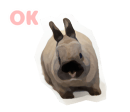 Netherland Dwarf(rabbit) Kotetsu Sticker sticker #9563576