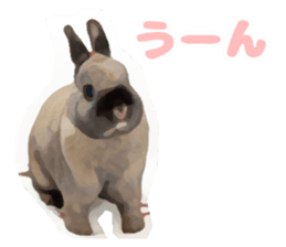 Netherland Dwarf(rabbit) Kotetsu Sticker sticker #9563577