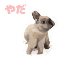 Netherland Dwarf(rabbit) Kotetsu Sticker sticker #9563578