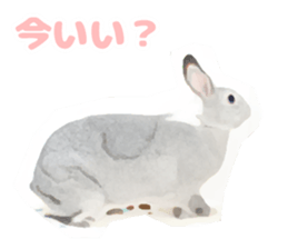 Netherland Dwarf(rabbit) Kotetsu Sticker sticker #9563579