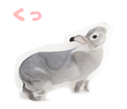 Netherland Dwarf(rabbit) Kotetsu Sticker sticker #9563580