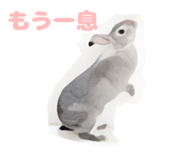 Netherland Dwarf(rabbit) Kotetsu Sticker sticker #9563581