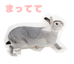 Netherland Dwarf(rabbit) Kotetsu Sticker sticker #9563582