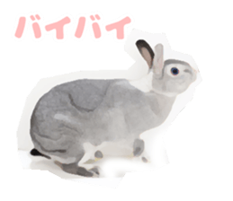 Netherland Dwarf(rabbit) Kotetsu Sticker sticker #9563583
