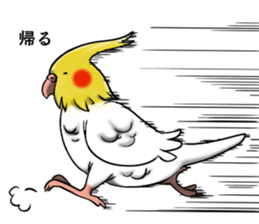 Creatures such as the cockatiel sticker #9564565