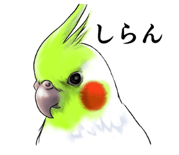 Creatures such as the cockatiel sticker #9564583