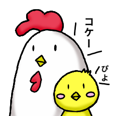 Lazy chicken and chillin chick