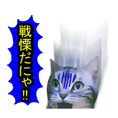 white & gray crazy cats